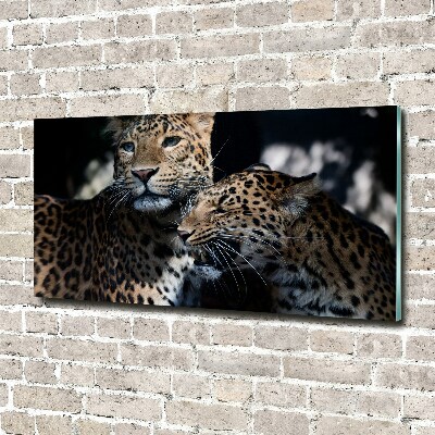 Foto plexiglas Twee luipaarden