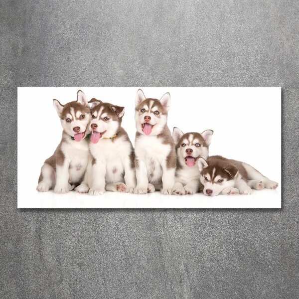 Foto in plexiglas Husky-puppy's