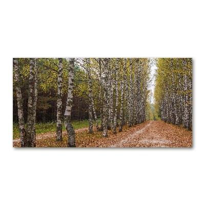 Foto obraz szkło akryl Aleja brzóz