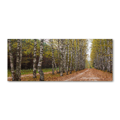 Foto obraz szkło akryl Aleja brzóz