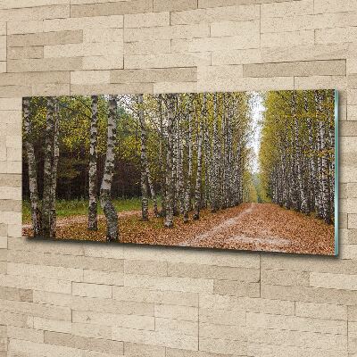 Foto op plexiglas Berkenlaan