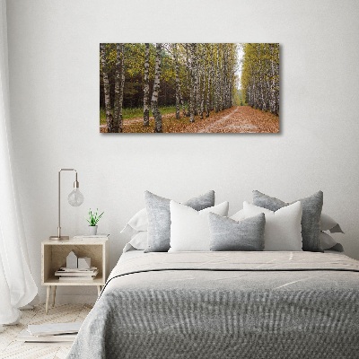 Foto op plexiglas Berkenlaan