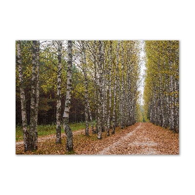 Foto op plexiglas Berkenlaan