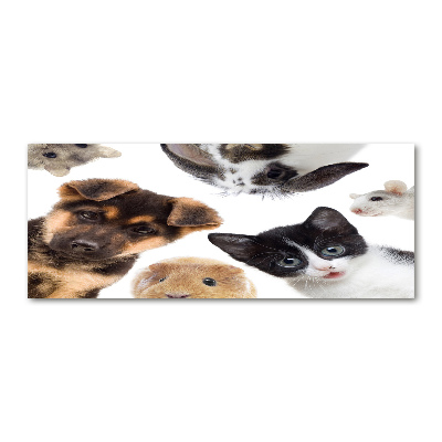 Foto-obraz szkło akryl Zwierzęta domowe