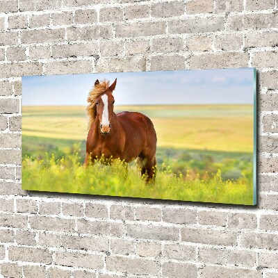 Foto op plexiglas Bruin paard