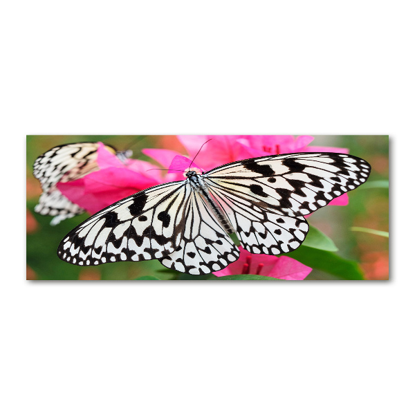 Foto plexiglas Vlinder op een bloem