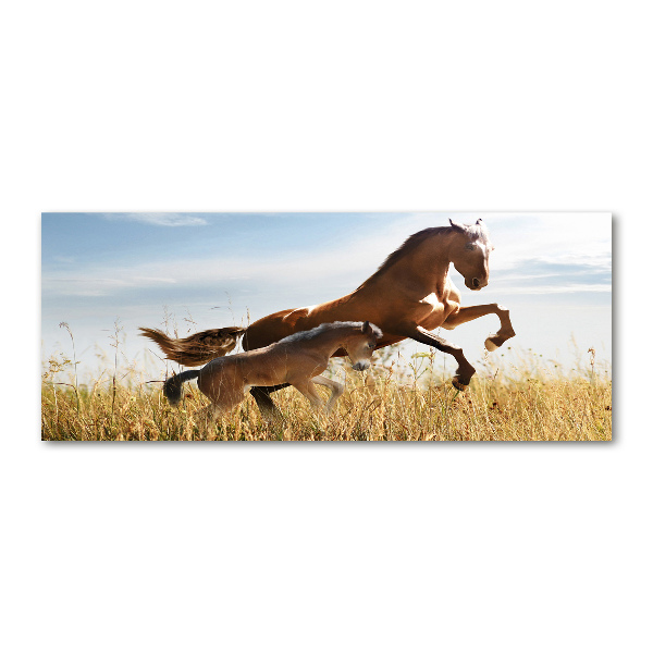 Schilderij op acrylglas Merrie met veulen