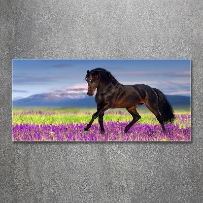 Foto op plexiglas Een paard in een lavendelveld