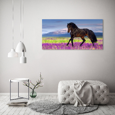 Foto op plexiglas Een paard in een lavendelveld