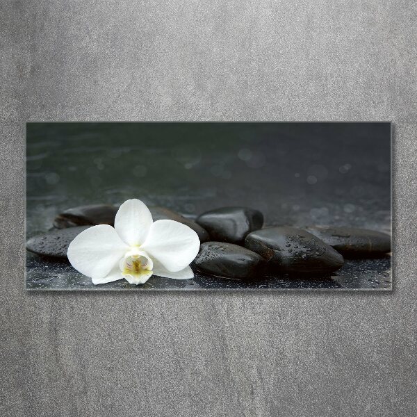 Foto op plexiglas Orchidee