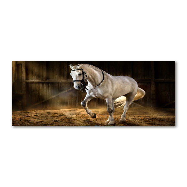 Foto plexiglas Wit paard in de stal