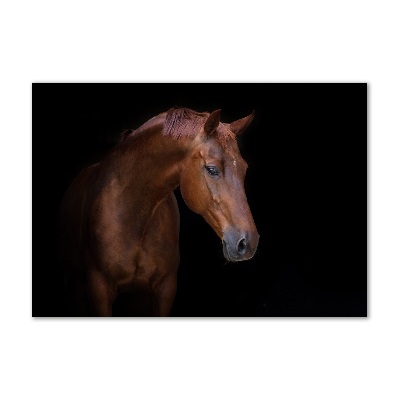 Foto in plexiglas Bruin paard