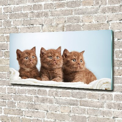 Foto op plexiglas Kittens op een handdoek