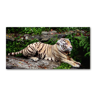 Foto op plexiglas Tijger op een rots