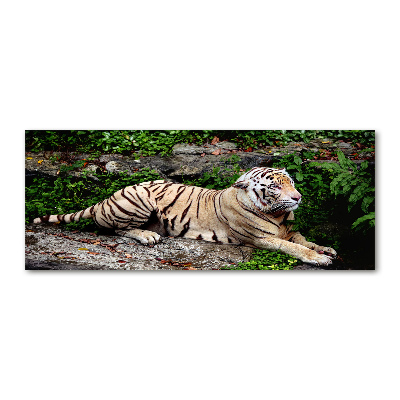 Foto op plexiglas Tijger op een rots