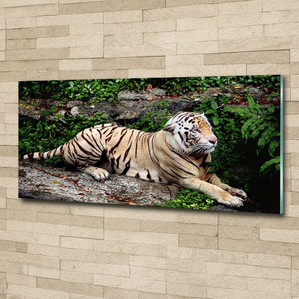 Foto op plexiglas Tijger op een rots