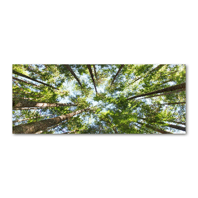 Foto obraz szkło akryl Korona drzew