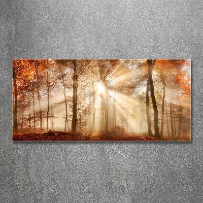 Foto op plexiglas Mist in het herfstbos