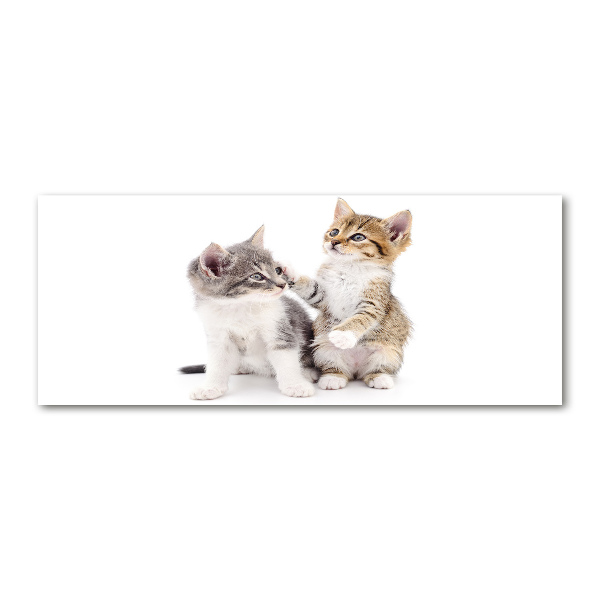 Plexiglas foto Twee kleine katjes