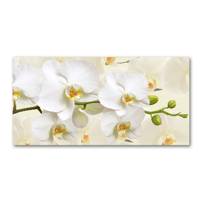Foto plexiglas Orchidee