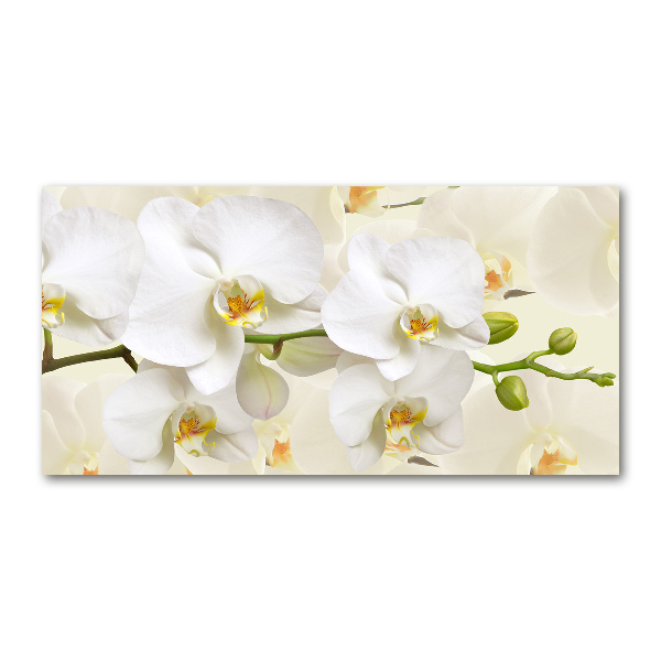 Foto plexiglas Orchidee
