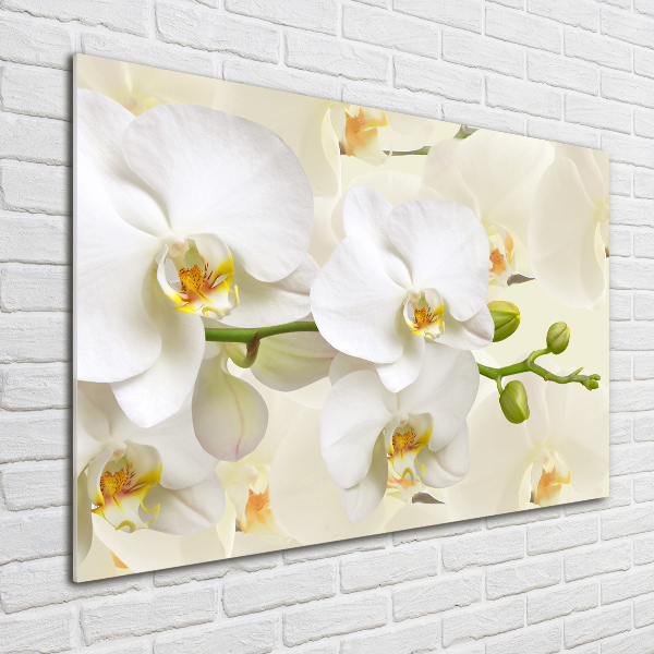 Foto plexiglas Orchidee