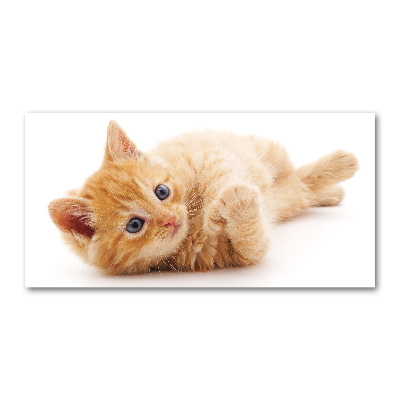 Foto op plexiglas Gemberkat