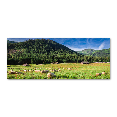 Foto in plexiglas Schapen in het Tatragebergte