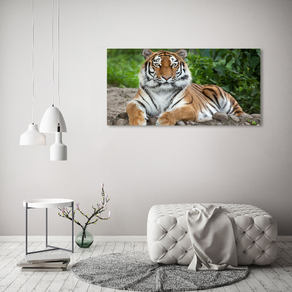 Foto plexiglas Siberische tijger