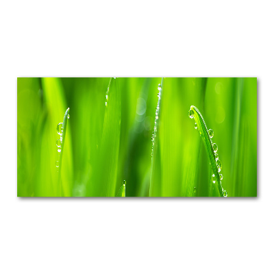 Obraz zdjęcie szkło akryl Młody owies