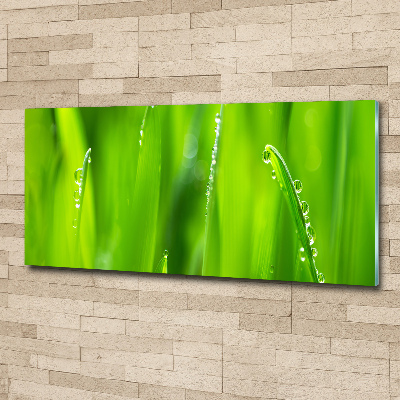 Plexiglas schilderij Jonge haver