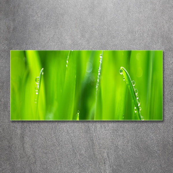 Plexiglas schilderij Jonge haver