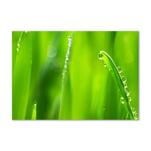 Plexiglas schilderij Jonge haver