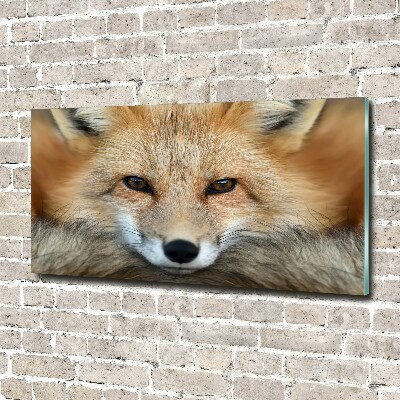 Foto obraz na scianę akrylowy Lis