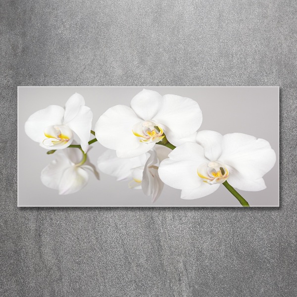 Plexiglas foto Orchidee