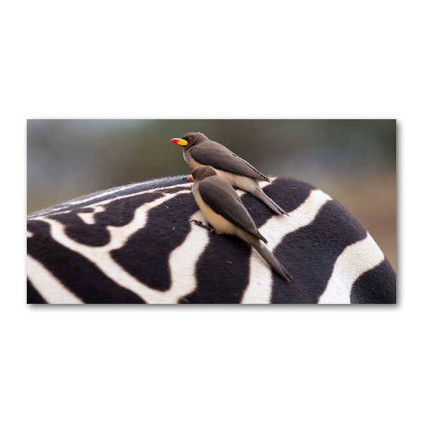 Schilderij op acrylglas Vogels en zebra's