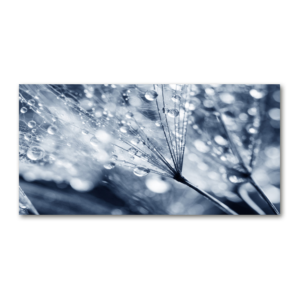 Foto plexiglas Paardenbloemzaden