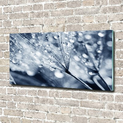 Foto obraz szkło akryl Nasiona dmuchawca