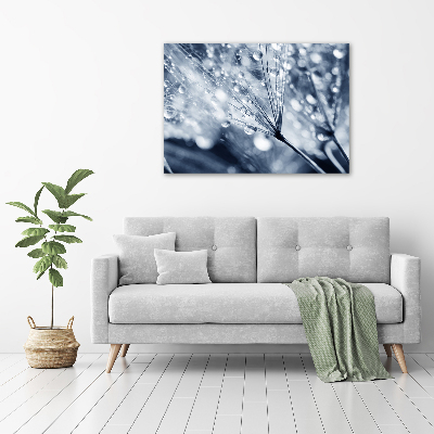 Foto obraz szkło akryl Nasiona dmuchawca