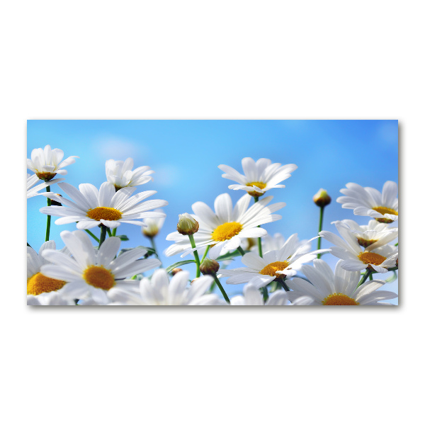 Foto in plexiglas Madeliefjes