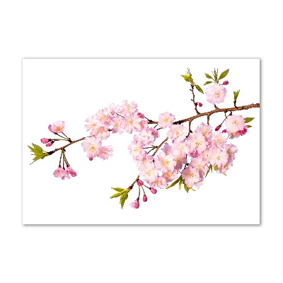 Obraz zdjęcie na ścianę akryl Dzika róża