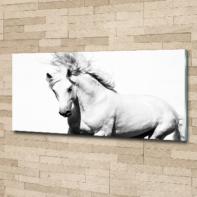 Foto op plexiglas Wit paard