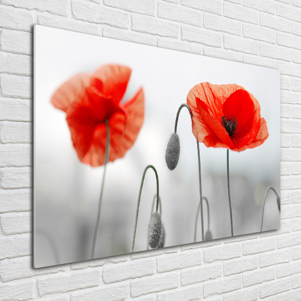 Schilderij op acrylglas Klaprozen
