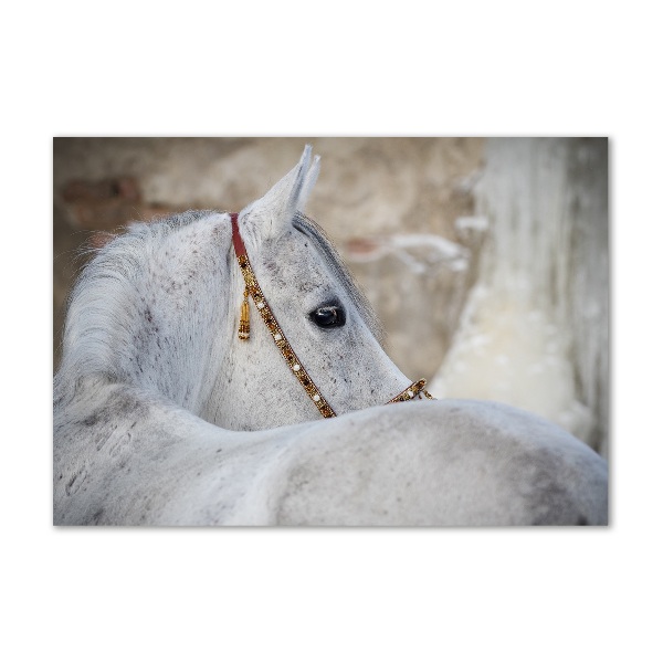 Plexiglas foto Wit Arabisch paard