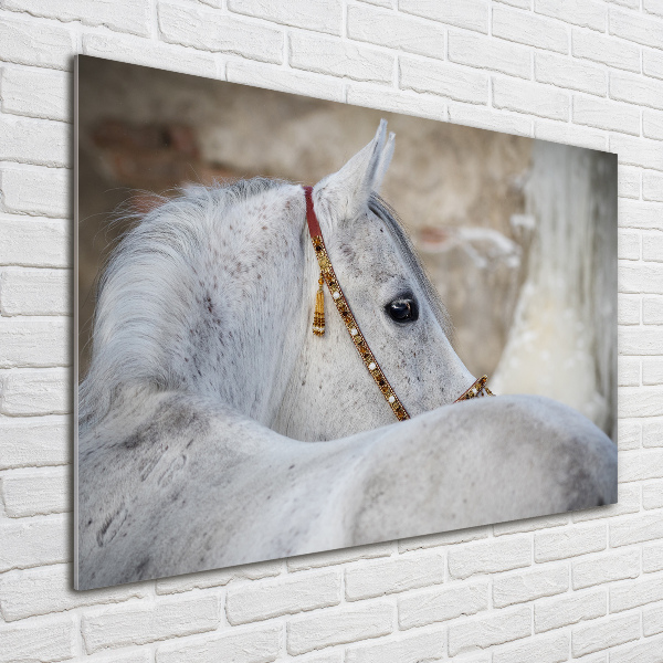 Plexiglas foto Wit Arabisch paard