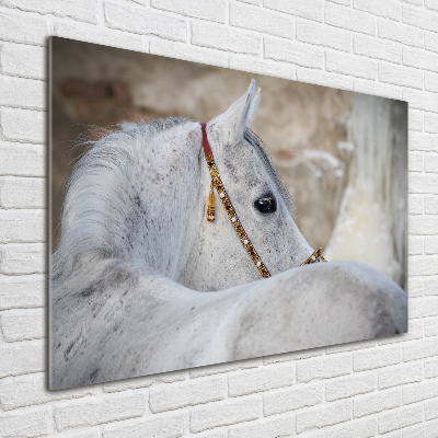 Plexiglas foto Wit Arabisch paard