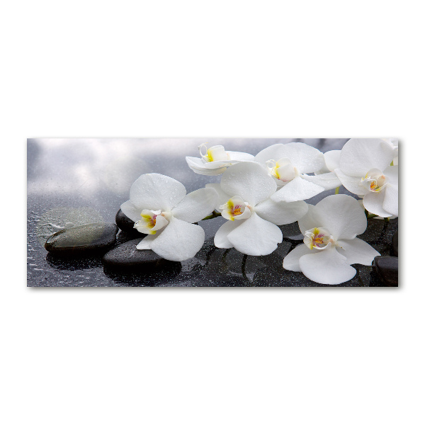 Foto plexiglas Orchidee