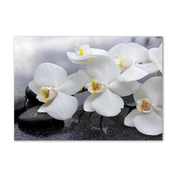 Foto plexiglas Orchidee