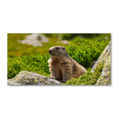 Foto plexiglas Tatra-marmot