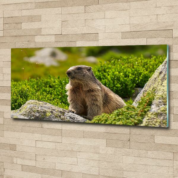 Foto plexiglas Tatra-marmot